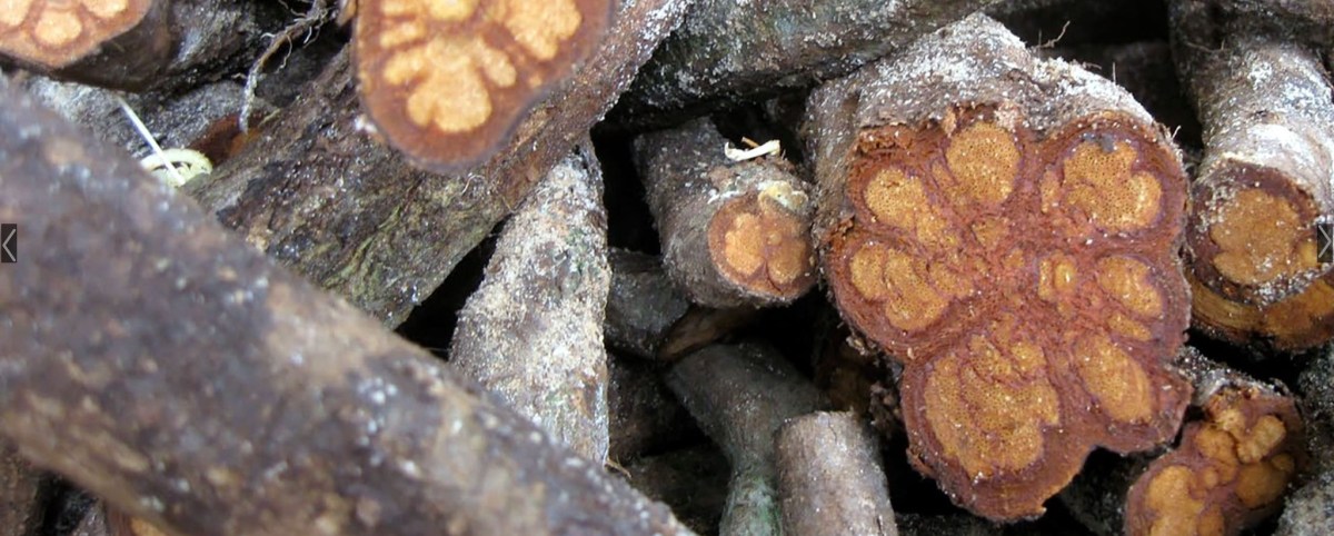 Listening to Ayahuasca – Hidden in Plain Sight